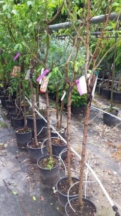 Amandelboom (Prunus Dulcis) 19 Amandelboom (Prunus Dulcis) -Tuinplanten Winkel 20190712 153330 1
