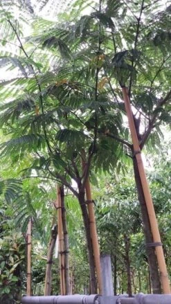 Perzische Slaapboom (Albizia Julibrissin) 30 Perzische Slaapboom (Albizia Julibrissin) -Tuinplanten Winkel 20190712 160716