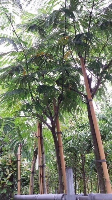 Perzische Slaapboom (Albizia Julibrissin) 15 Perzische Slaapboom (Albizia Julibrissin) - Afbeelding 13