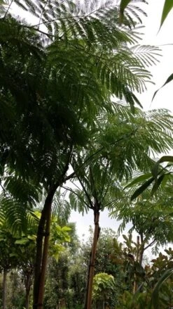 Perzische Slaapboom (Albizia Julibrissin) 32 Perzische Slaapboom (Albizia Julibrissin) -Tuinplanten Winkel 20190712 160730