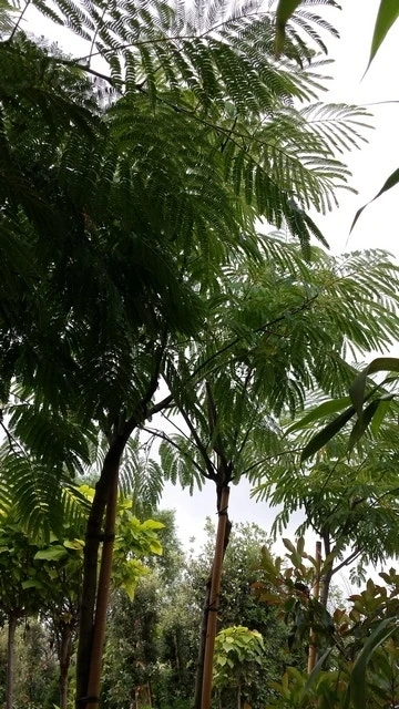 Perzische Slaapboom (Albizia Julibrissin) 17 Perzische Slaapboom (Albizia Julibrissin) - Afbeelding 15