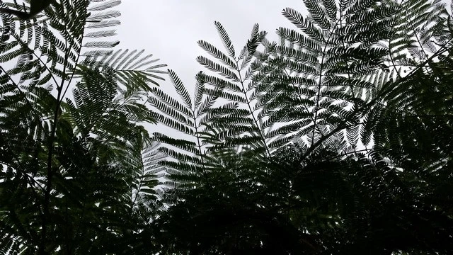 Perzische Slaapboom (Albizia Julibrissin) 11 Perzische Slaapboom (Albizia Julibrissin) - Afbeelding 9