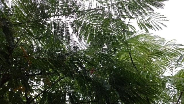 Perzische Slaapboom (Albizia Julibrissin) 14 Perzische Slaapboom (Albizia Julibrissin) - Afbeelding 12