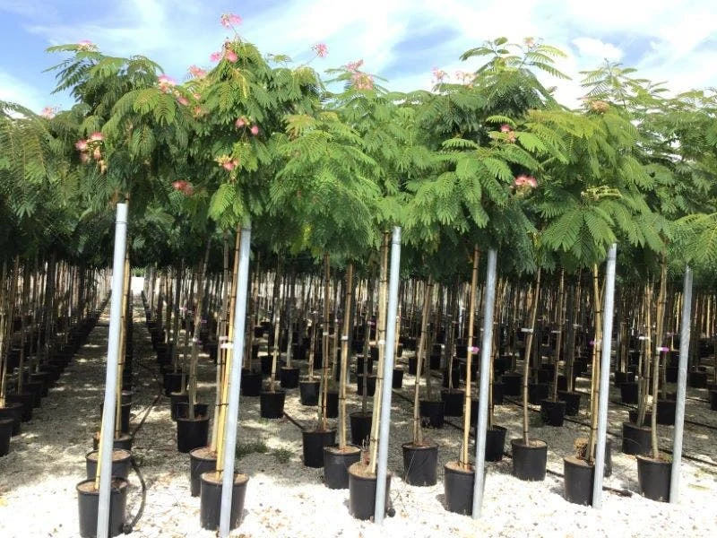 Perzische Slaapboom (Albizia Julibrissin) 4 Perzische Slaapboom (Albizia Julibrissin) - Afbeelding 2