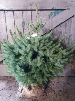 Servische Spar / Omorikaden (Picea Omorika) -Tuinplanten Winkel 20191129 104002 resized 1