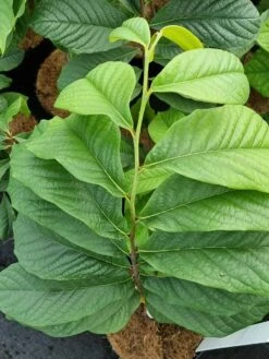 Pawpaw (Asimina Triloba) -Tuinplanten Winkel 20210826 101312
