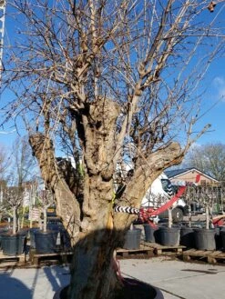 Granaatappel Als Solitair (Punica Granatum) -Tuinplanten Winkel 20220217 110658