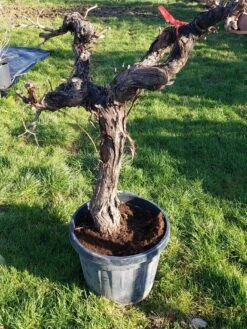 Druif, Op Stam (Vitis Vinifera) -Tuinplanten Winkel 20220217 111202
