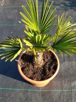 Winterharde Palm (Trachycarpus Wagnerianus) -Tuinplanten Winkel 20220217 112423