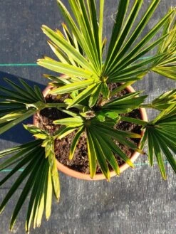 Winterharde Palm (Trachycarpus Wagnerianus) -Tuinplanten Winkel 20220217 112447