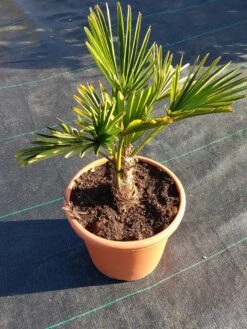 Winterharde Palm (Trachycarpus Wagnerianus) -Tuinplanten Winkel 20220217 112456