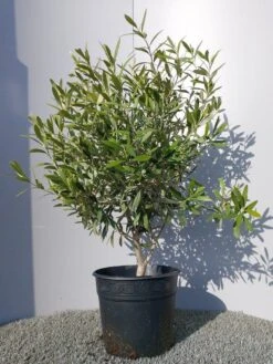 Olijf Als Struik (Olea Europaea) 29 Olijf Als Struik (Olea Europaea) -Tuinplanten Winkel 20220223 132146