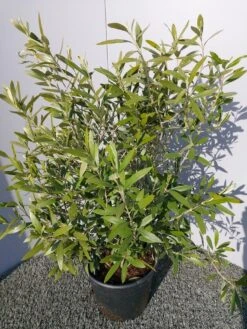 Olijf Als Struik (Olea Europaea) 28 Olijf Als Struik (Olea Europaea) -Tuinplanten Winkel 20220223 132223
