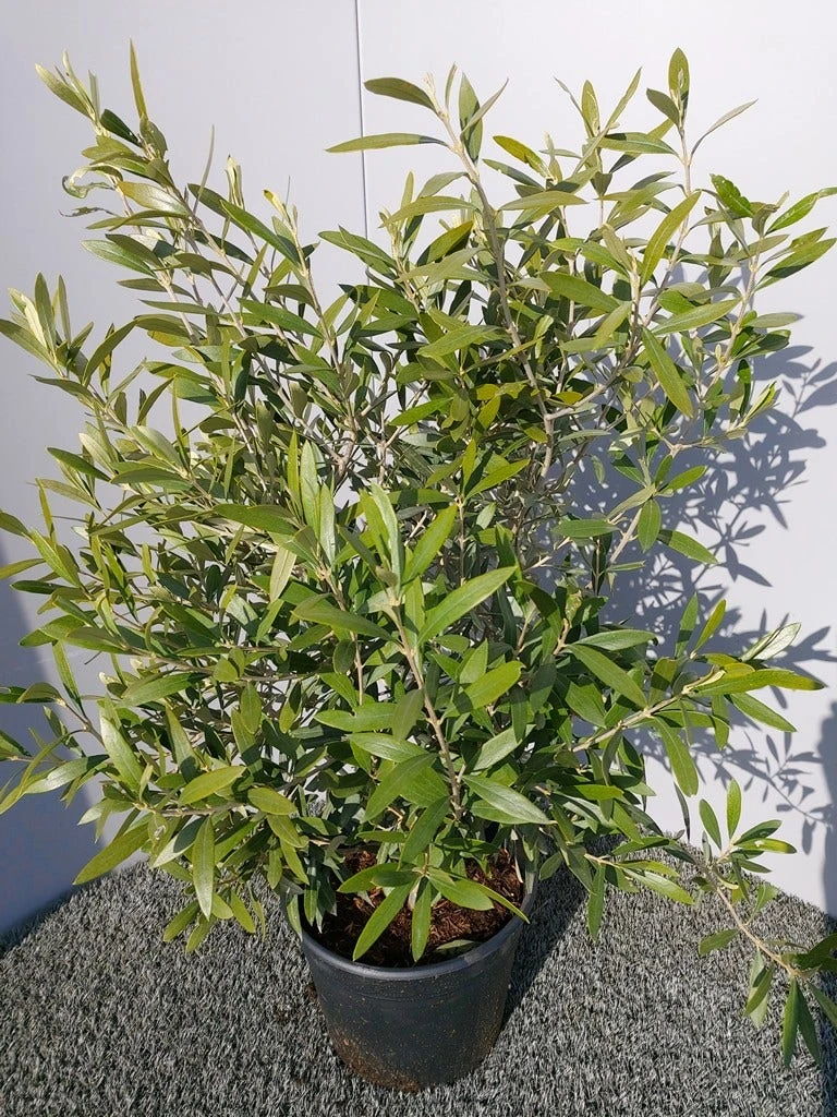 Olijf Als Struik (Olea Europaea) 15 Olijf Als Struik (Olea Europaea) - Afbeelding 13