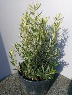 Olijf Als Struik (Olea Europaea)