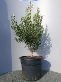 Olijf Als Struik (Olea Europaea) 27 Olijf Als Struik (Olea Europaea) -Tuinplanten Winkel 20220223 132454