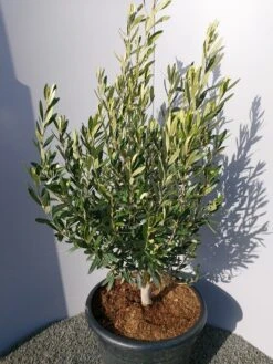 Olijf Als Struik (Olea Europaea) 25 Olijf Als Struik (Olea Europaea) -Tuinplanten Winkel 20220223 132509
