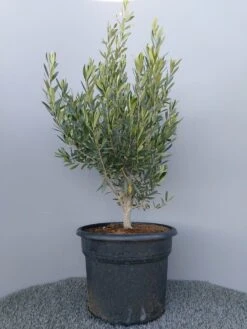 Olijf Als Struik (Olea Europaea) 24 Olijf Als Struik (Olea Europaea) -Tuinplanten Winkel 20220223 132609