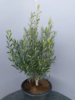 Olijf Als Struik (Olea Europaea) 26 Olijf Als Struik (Olea Europaea) -Tuinplanten Winkel 20220223 132617