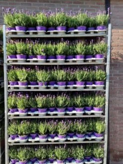 Vlinderlavendel (Lavandula Stoechas) 7 Vlinderlavendel (Lavandula Stoechas) -Tuinplanten Winkel 20220318 092655