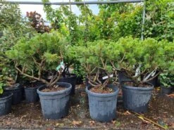 Meerstammige Japanse Pijnboom (Pinus Parviflora 'Brevifolia') -Tuinplanten Winkel 20220524 123400