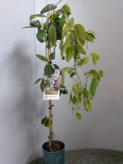 Groenblijvende Clematis (Clematis Armandii 'Hendersonii Rubra') -Tuinplanten Winkel 20220613 162124