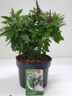 Vlinderstruik (Buddleja Davidii Candy Lila Sweetheart®)