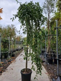 Japanse Treursierkers (Prunus 'White Fountain') 6 Japanse Treursierkers (Prunus 'White Fountain') -Tuinplanten Winkel 20221003 123432