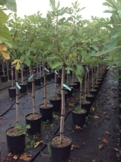 Vijg (Ficus Carica 'Fiorone Bianco') -Tuinplanten Winkel 20221223001000169433