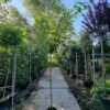 Kardinaalshoed Als Boom (Euonymus Alatus) -Tuinplanten Winkel 20230613 083737