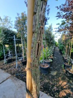 Kardinaalshoed Als Boom (Euonymus Alatus) -Tuinplanten Winkel 20230613 083759