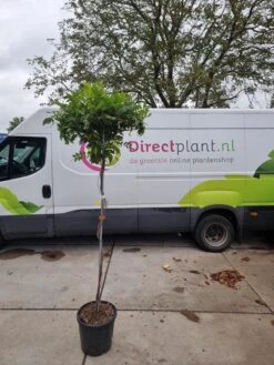 Blauwe Regen Als Dakboom (Wisteria Chinensis 'Blue Sapphire') -Tuinplanten Winkel 20230918 083251 1