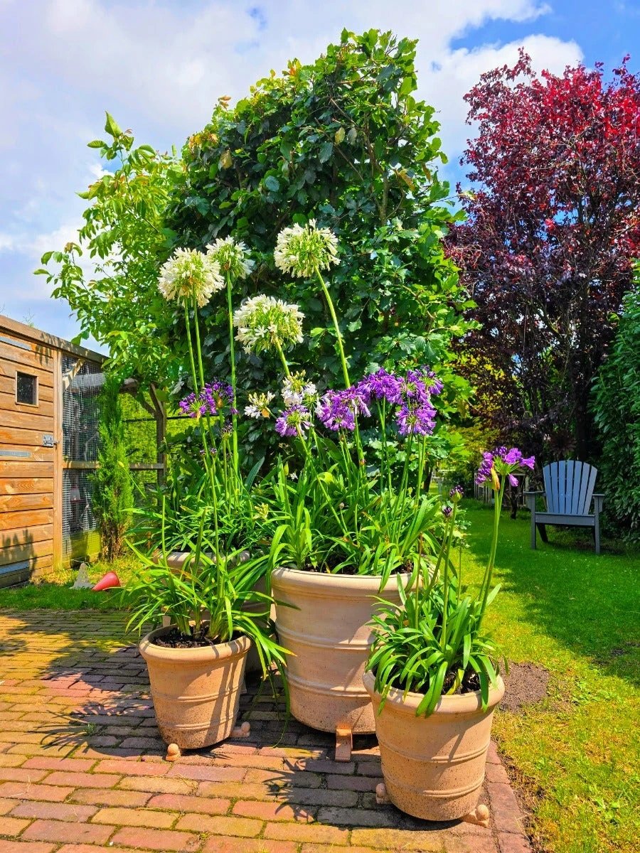 Afrikaanse Lelie (Agapanthus Umbellatus 'Albus') 3 Afrikaanse Lelie (Agapanthus Umbellatus 'Albus')