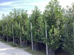 Laurier (Prunus Laurocerasus 'Caucasica') -Tuinplanten Winkel 20240816085407921265 1