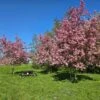 Sierappel (Malus 'Rudolf') -Tuinplanten Winkel 20250420 104000