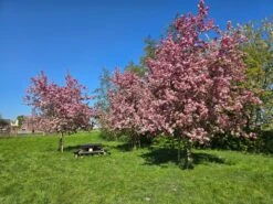 Sierappel (Malus 'Rudolf')