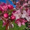 Sierappel Als Leiboom (Malus 'Rudolf') -Tuinplanten Winkel 20250420 104031