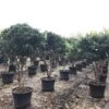 Meerstammige Liguster (Ligustrum Japonicum 'Texanum') -Tuinplanten Winkel 21 1