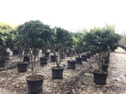 Meerstammige Liguster (Ligustrum Japonicum 'Texanum')