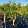 Granaatappel Als Solitair (Punica Granatum) -Tuinplanten Winkel 21d7902e cbee 47db 8e50 e9ce1bdec5bf 1