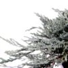 Jeneverbes (Juniperus Horizontalis 'Icee Blue') -Tuinplanten Winkel 233100.030c03 2015974