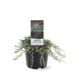 Jeneverbes (Juniperus Horizontalis 'Icee Blue') -Tuinplanten Winkel 233100.030c03 2146537