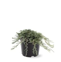Jeneverbes (Juniperus Horizontalis 'Icee Blue') -Tuinplanten Winkel 233100.030c03 2146538