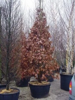 Perzisch IJzerhout Als Struik (Parrotia Persica) -Tuinplanten Winkel 239parrotiapersicasolt 14
