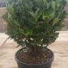 Kardinaalshoed Als Bol (Euonymus Japonicus) -Tuinplanten Winkel 23b8cd17 334d 4910 8c40 f97e4b2b00d1