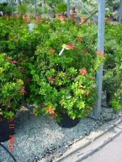 Rotsheide (Pieris Japonica 'Mountain Fire') 21 Rotsheide (Pieris Japonica 'Mountain Fire') -Tuinplanten Winkel 261pierisjap.mountainfire 45 9