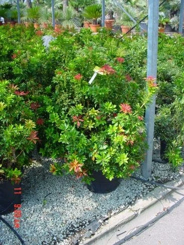 Rotsheide (Pieris Japonica 'Mountain Fire') 4 Rotsheide (Pieris Japonica 'Mountain Fire') - Afbeelding 2