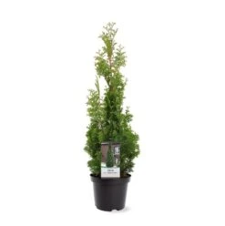 Westerse Levensboom (Thuja Occidentalis 'Degroot Spire') -Tuinplanten Winkel 271600.050c03 2419355
