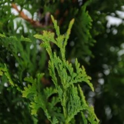 Westerse Levensboom (Thuja Occidentalis 'Degroot Spire') -Tuinplanten Winkel 271600.050c03 2811250