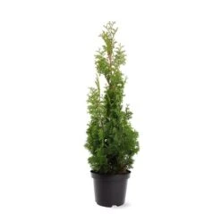 Westerse Levensboom (Thuja Occidentalis 'Degroot Spire') -Tuinplanten Winkel 271600.050c03 2811252